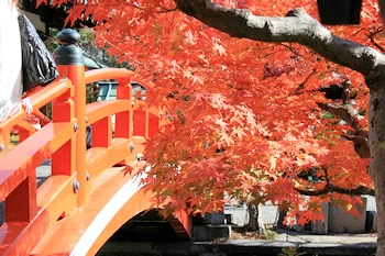 神泉苑の紅葉風景