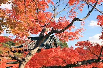 神泉苑の紅葉風景