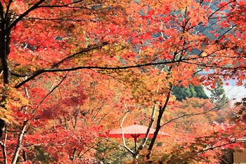 永観堂の紅葉風景