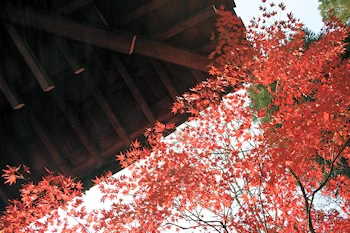 永観堂の紅葉風景