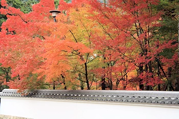 永観堂の紅葉風景