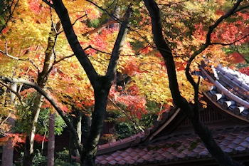 永観堂の紅葉風景