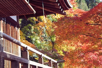 永観堂の紅葉風景