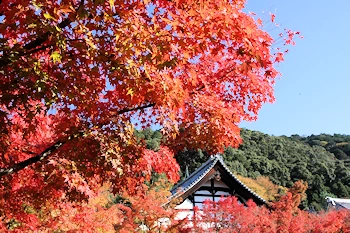 永観堂の紅葉風景