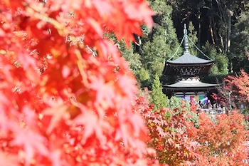 永観堂の紅葉風景
