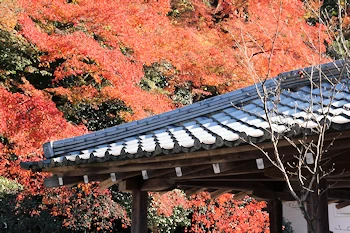 南禅寺の紅葉風景