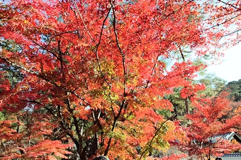 南禅寺の紅葉風景