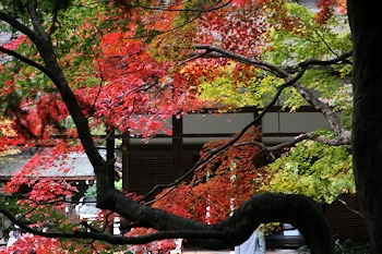南禅院の紅葉風景