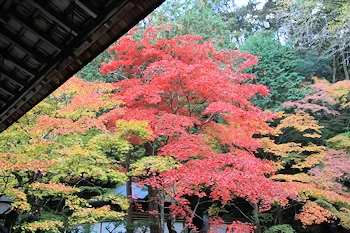 南禅院の紅葉風景