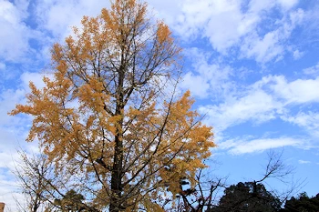 智積院の紅葉風景