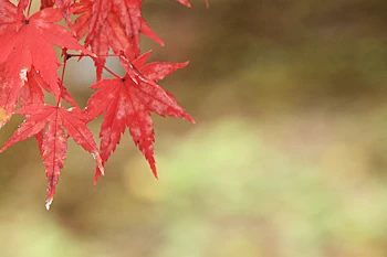 智積院の紅葉風景