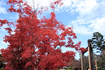 智積院の紅葉風景