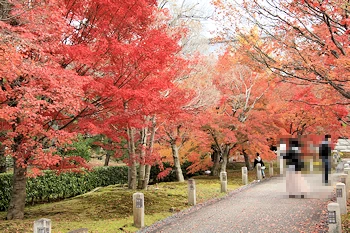 智積院の紅葉風景