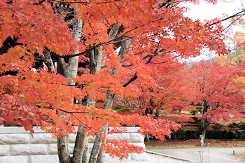 智積院の紅葉風景