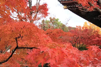 智積院の紅葉風景