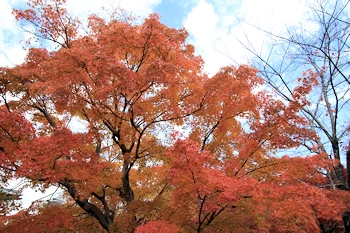 智積院の紅葉風景