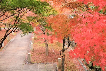 智積院の紅葉風景