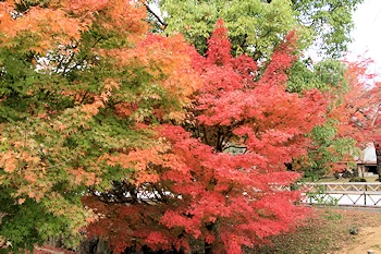 智積院の紅葉風景