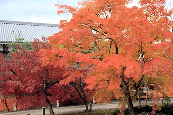 智積院の紅葉風景