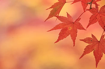 智積院の紅葉風景