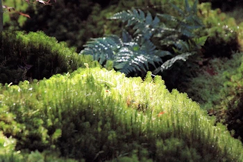 瑠璃光院の紅葉風景