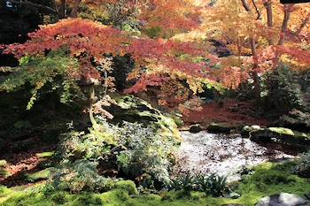 瑠璃光院の紅葉風景