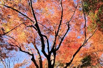 瑠璃光院の紅葉風景