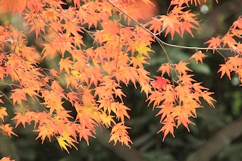 下鴨神社の紅葉風景