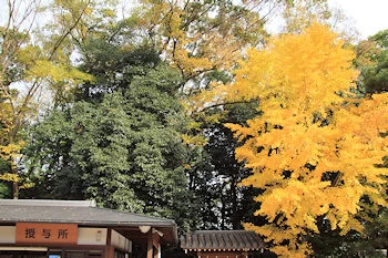 下鴨神社の紅葉風景