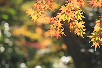 下鴨神社の紅葉風景