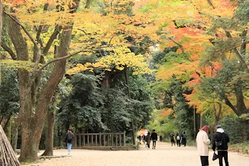 下鴨神社の紅葉風景