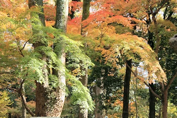 下鴨神社の紅葉風景