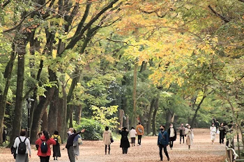下鴨神社の紅葉風景