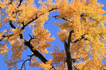 下鴨神社の紅葉風景