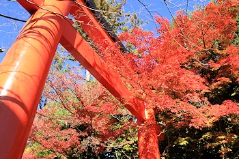 下鴨神社の紅葉風景