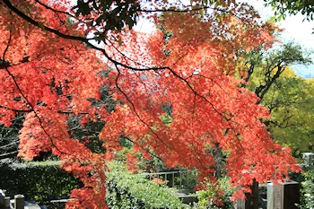 金戒光明寺の紅葉風景