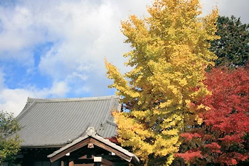金戒光明寺の紅葉風景
