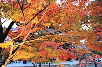 金戒光明寺の紅葉風景
