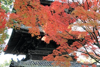 金戒光明寺の紅葉風景