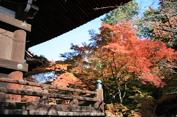 真如堂の紅葉風景