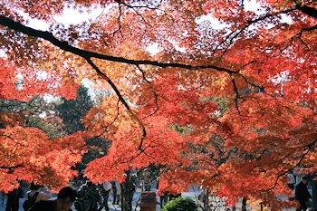 真如堂の紅葉風景