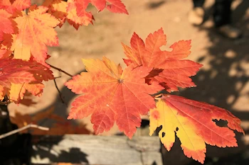 真如堂の紅葉風景