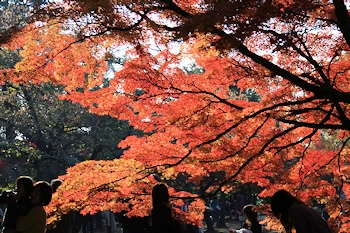 真如堂の紅葉風景