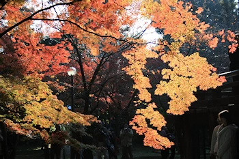 真如堂の紅葉風景