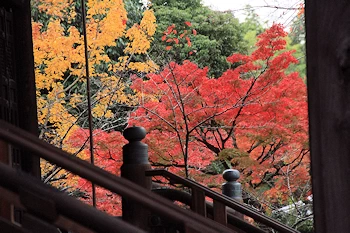 真如堂の紅葉風景