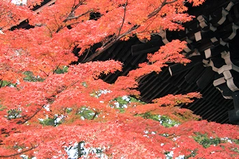 真如堂の紅葉風景