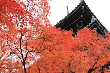 真如堂の紅葉風景