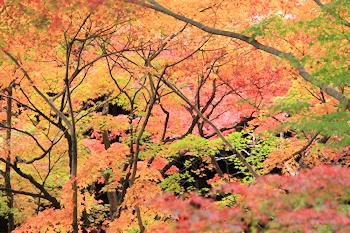 真如堂の紅葉風景