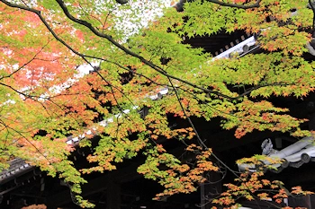 真如堂の紅葉風景
