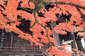 真如堂の紅葉風景